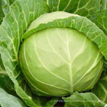 Fresh Cabbage Round Cabbage Wholesale Price From China High Quality
